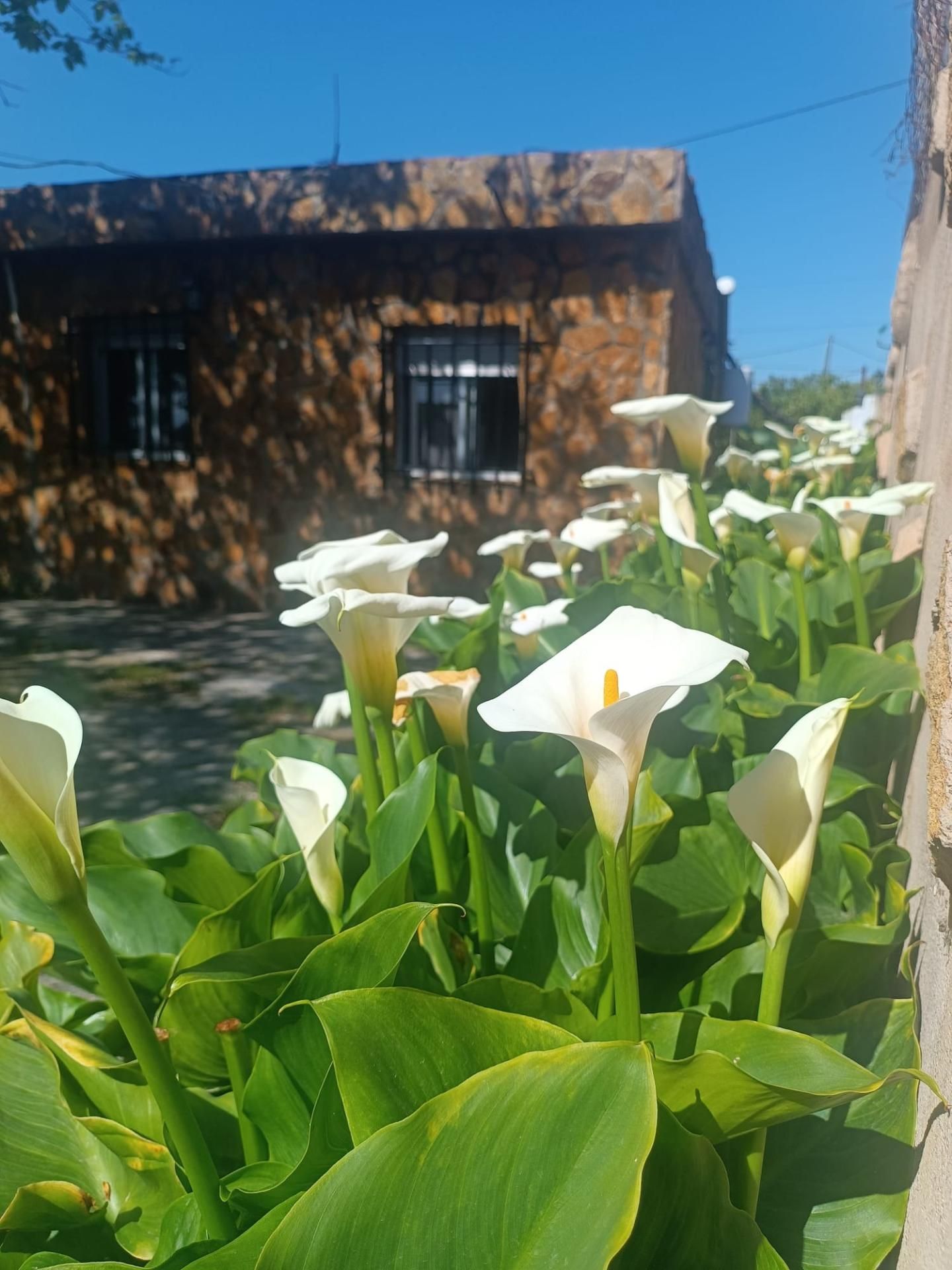 Garden of Country house for sale in Castellón de la Plana / Castelló de la Plana  with Terrace and Swimming Pool