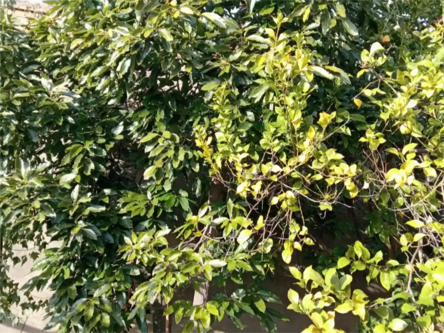 Jardí de Casa adosada en venda en Torremenga amb Balcó