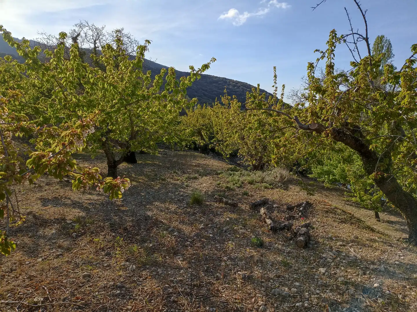 Land for sale in Torres