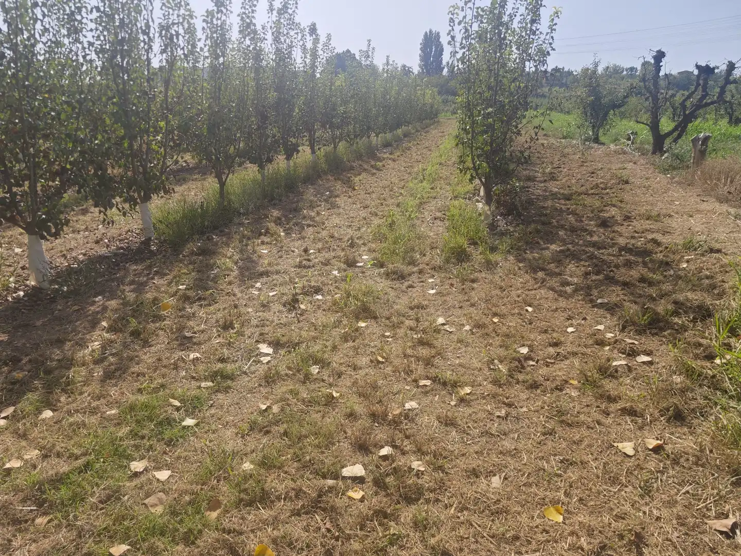 Land for sale in Albatàrrec