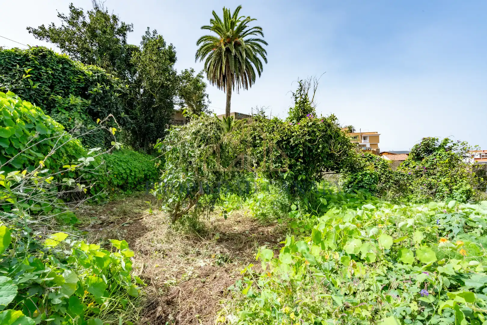 Finca rústica en venda en La Victoria de Acentejo