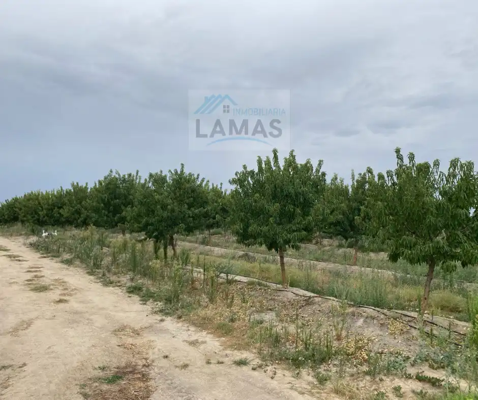 Terreni e lotti in vendita a Saucedilla