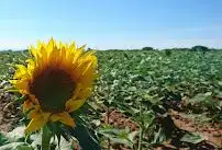 Garden of Residential for sale in Valdeaveruelo
