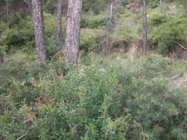 Terrenos y solares en venta en Castellgalí