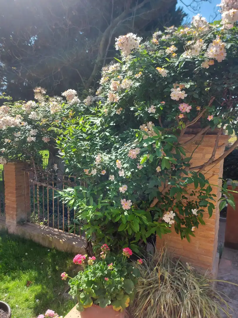 Garden of Houses for sale in Vilanova i la Geltrú