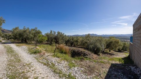 Terreno Rustico con Olivos Centenarios, immagine 3