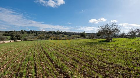 Foto 3 de Terreno en venta en Carrer Unió, Ariany, Illes Balears