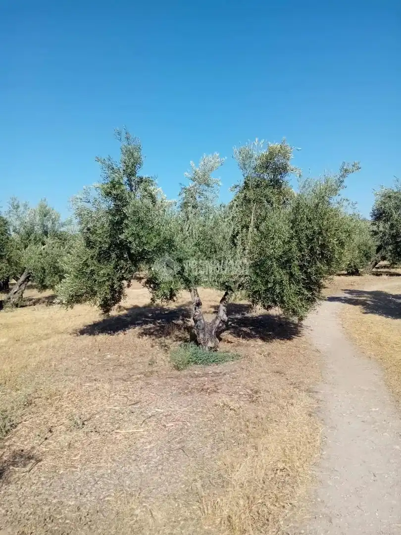 Rustikales Grundstück zum Verkauf in Úbeda, imagen 2