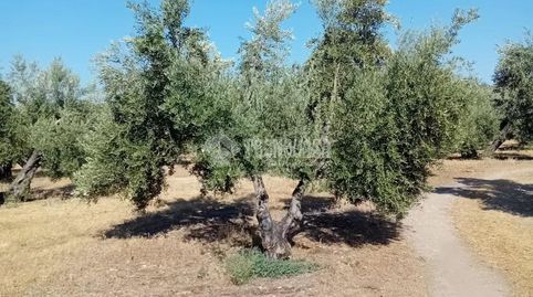 Terrenos en venta en Úbeda, immagine 2