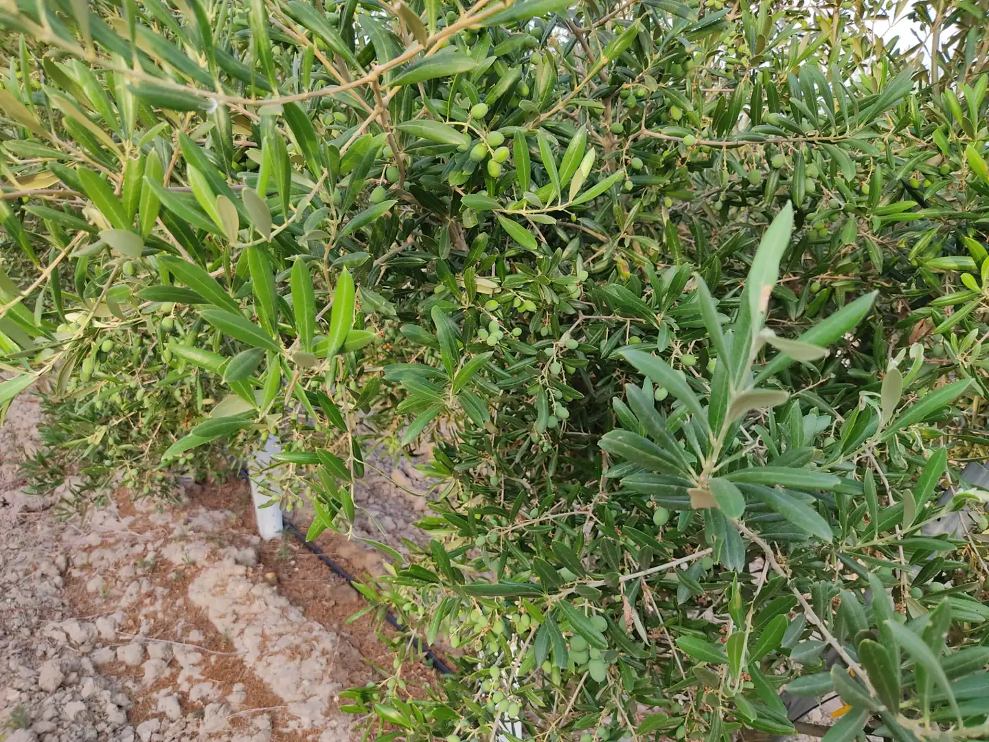 Terreni e lotti in vendita a Pedanías Sur, imagen 3