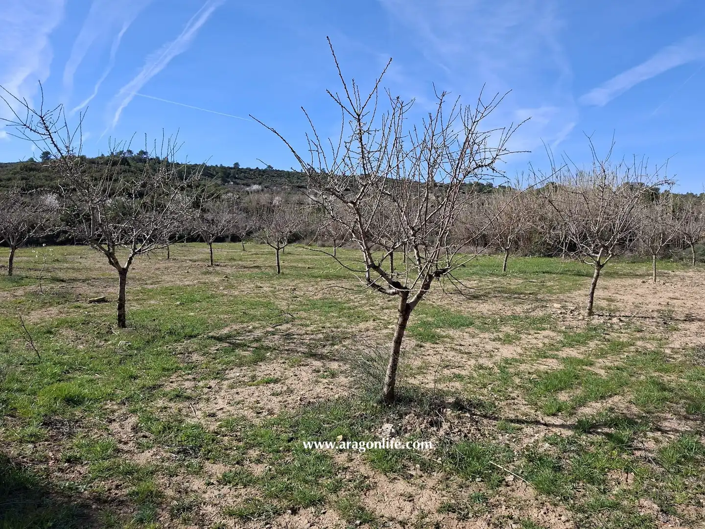 Land for sale in Fabara
