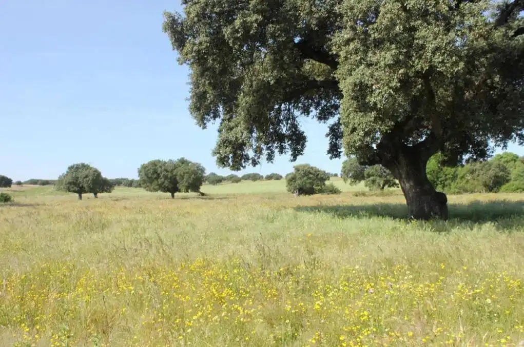 Terreni e lotti in vendita a Carretera de Sevilla - Los Montitos, imagen 6