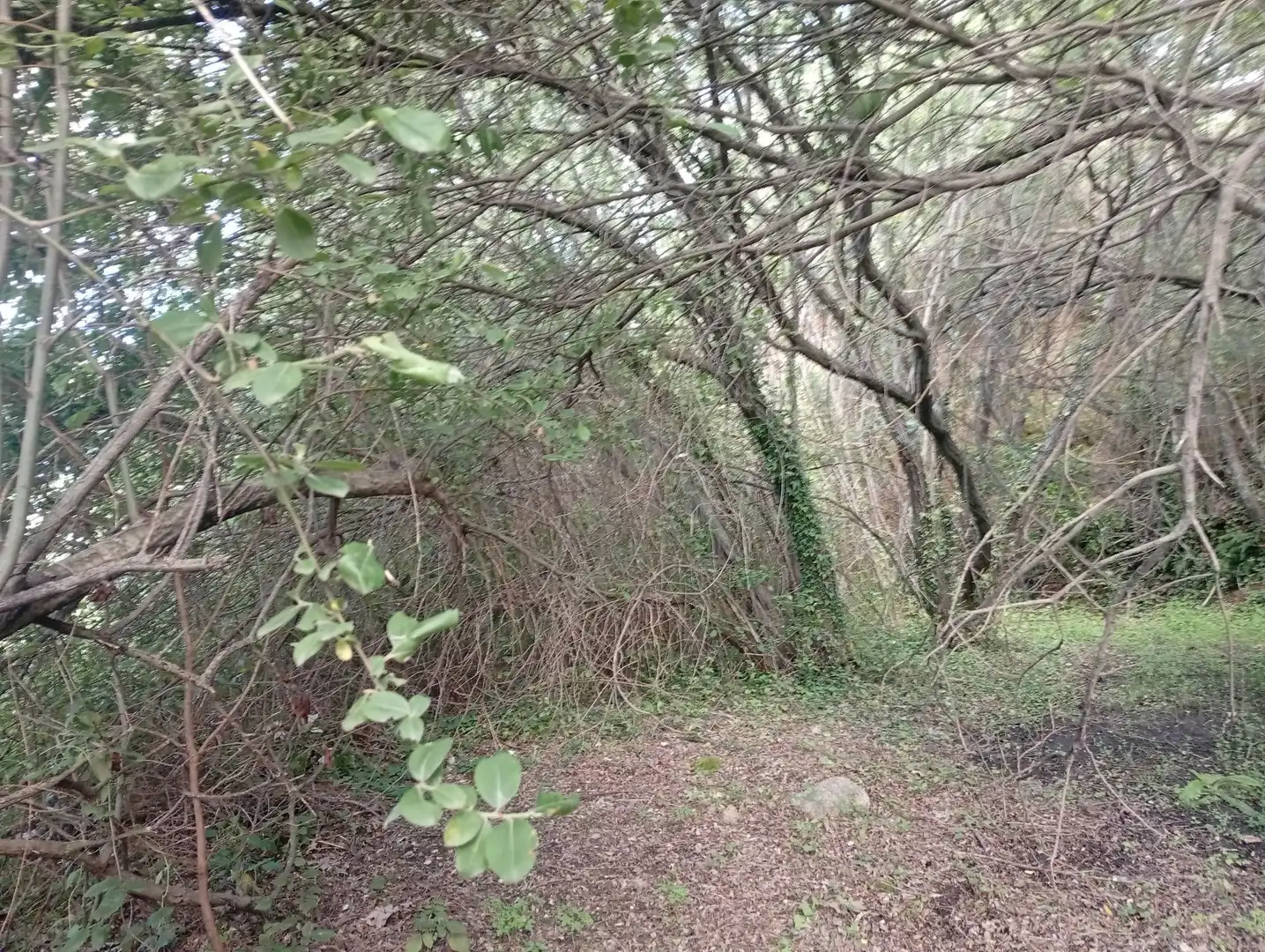 Terreni e lotti in vendita a Losar de la Vera, imagen 26