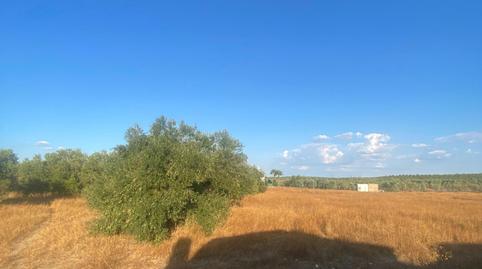 Foto 5 de Residencial en venda a La Puebla de Cazalla, Sevilla
