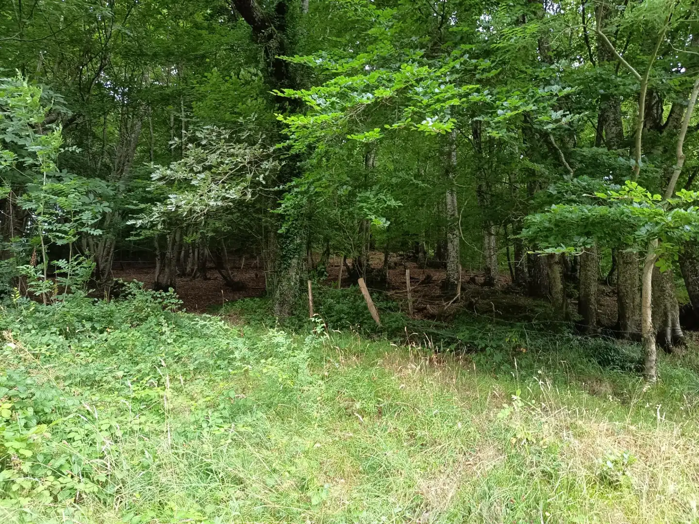 Land for sale in Basaburua