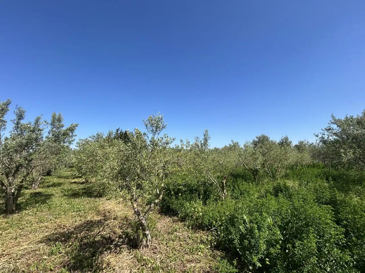 Finca rústica en venda en Tudela amb Piscina
