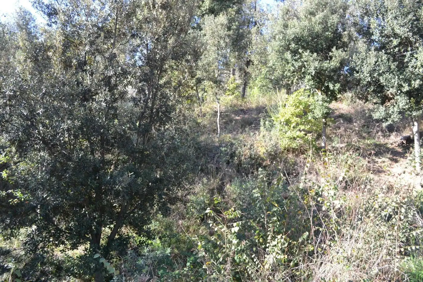 Residential land for sale in El Racó - Sant Feliu del Racó, imagen 12