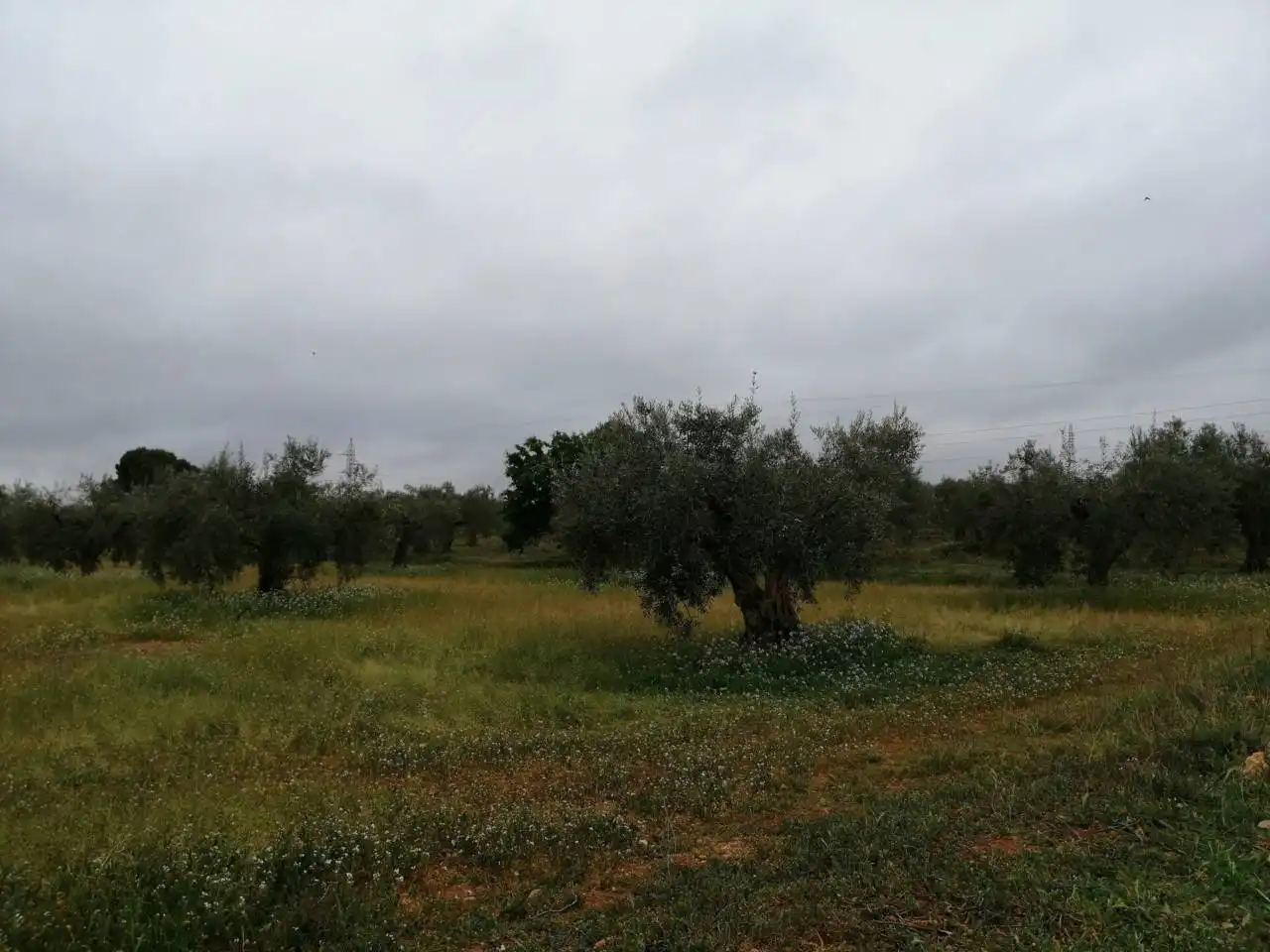 Terreni e lotti in vendita a Calle Ctra de Tobarra, imagen 2