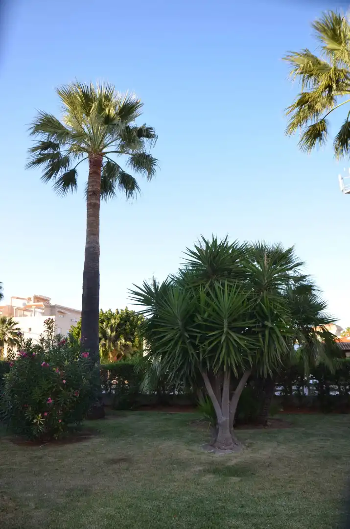 Apartamento con terraza en venta en Carretera de les Marines a Dénia, imagen 3