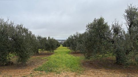 Imatge 3 de l'anunci