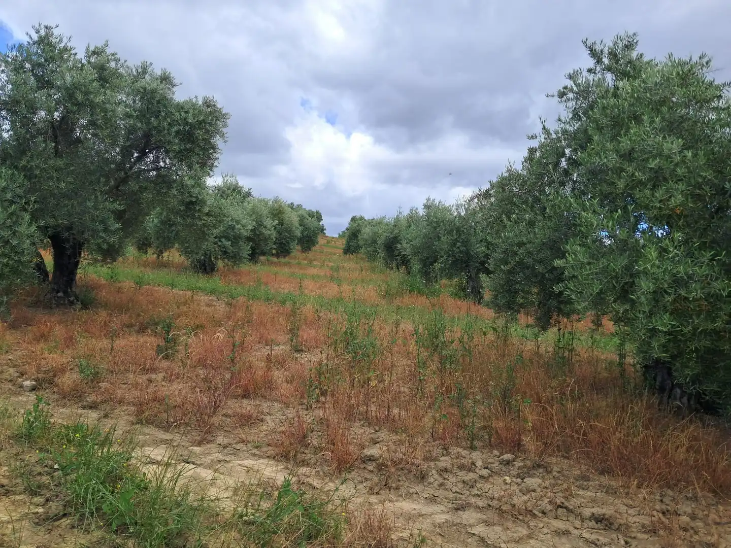 Lands and plots for sale in Bujalance, imagen 6