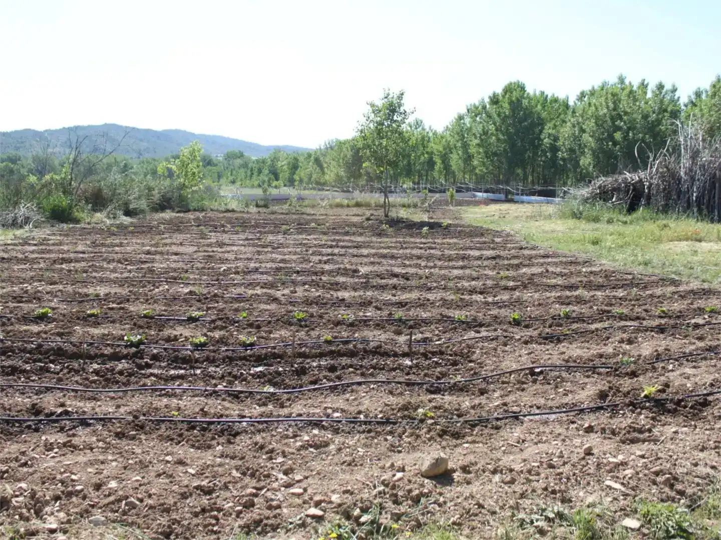 Jardín de Terreno en venta en Castellote