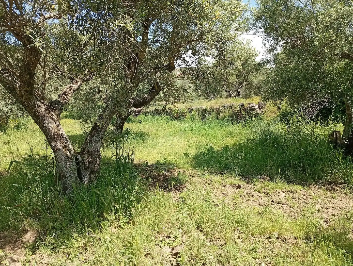 Terreni e lotti in vendita a Villanueva de la Vera, imagen 81