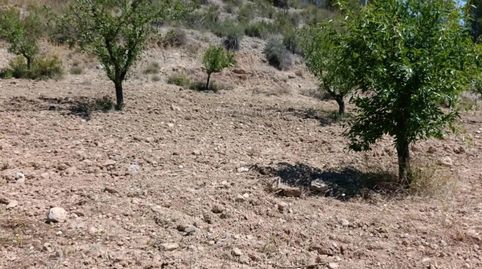 Terreno rústico de 6.681 m2 en Cehegín  Paraje El Chaparral