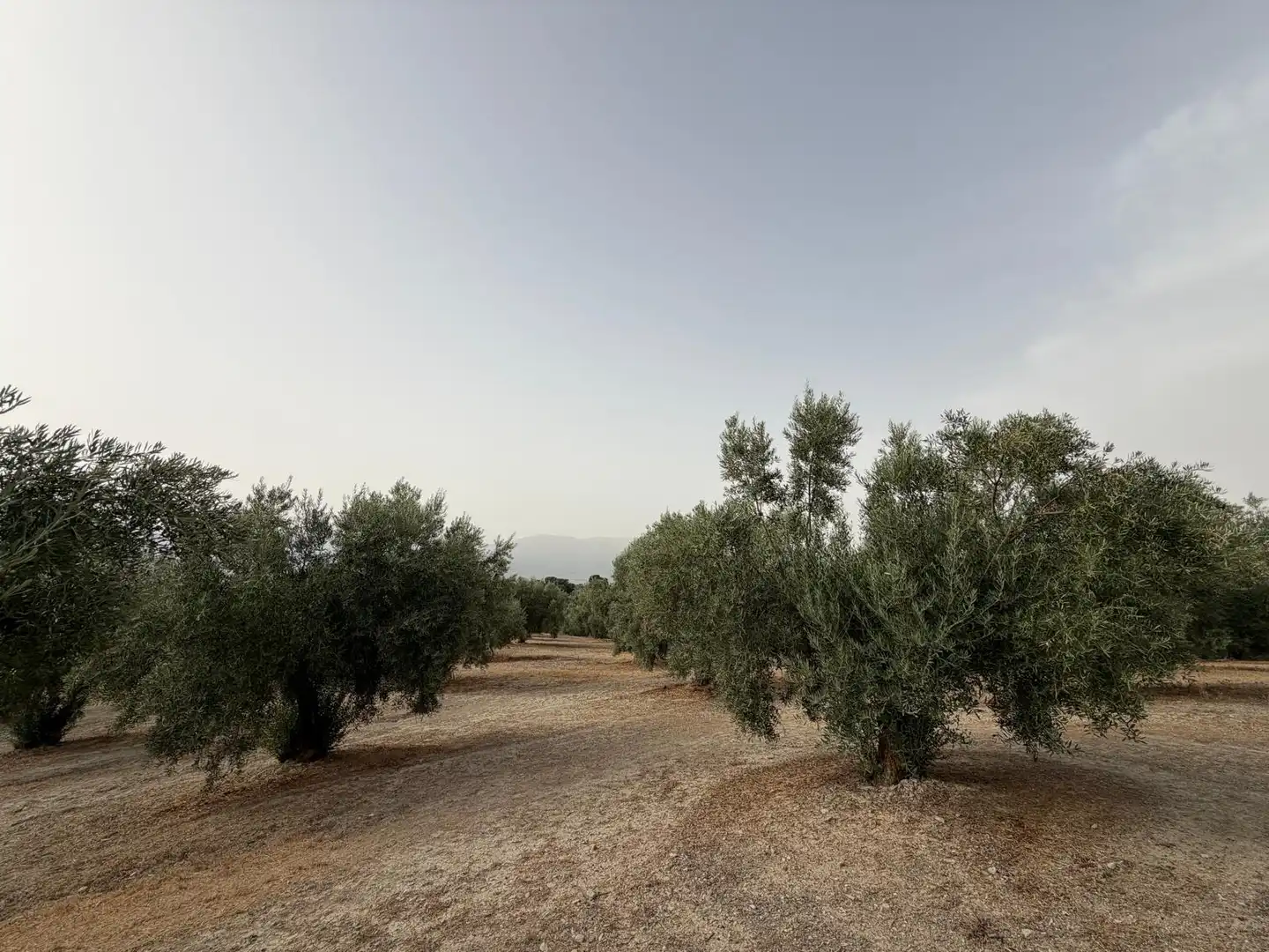 Rural land for sale in Iznalloz, imagen 4