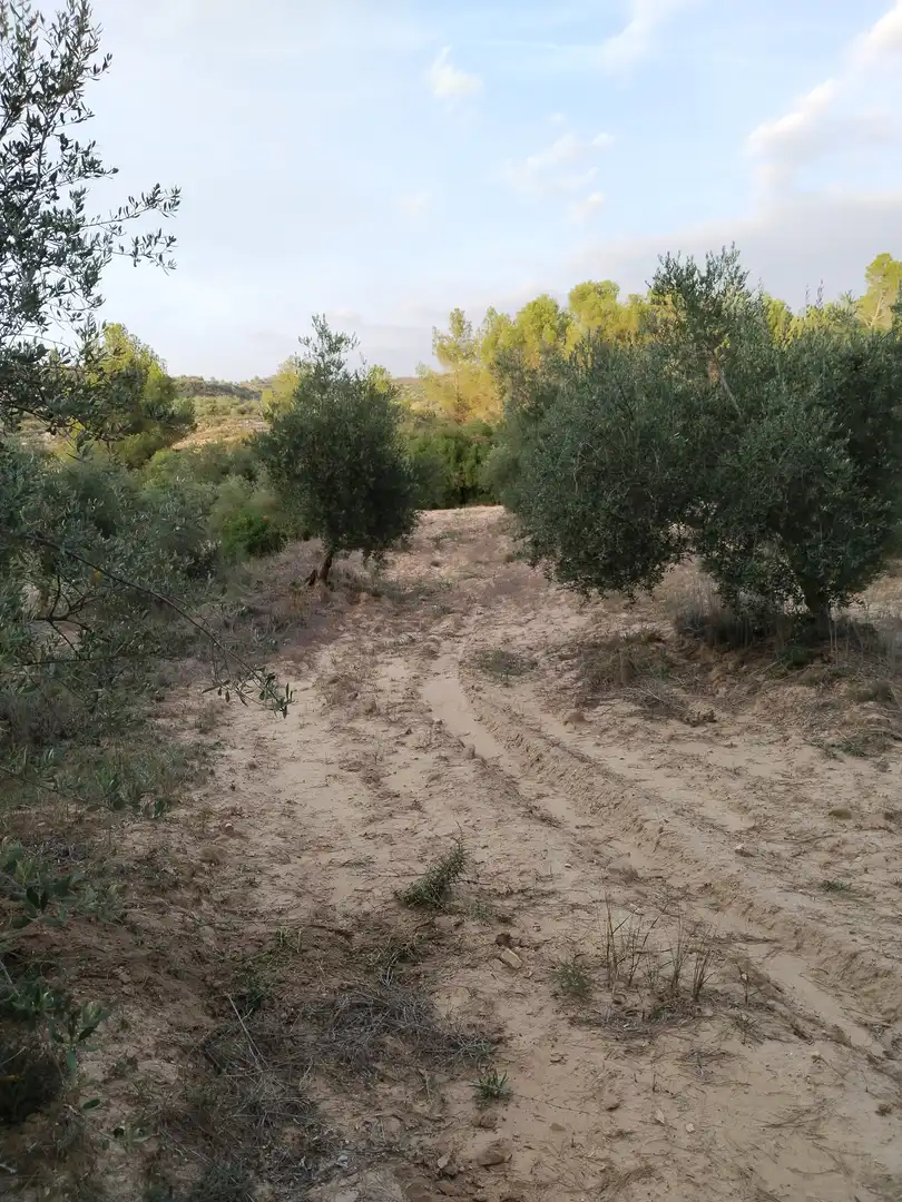 Terreno en venta en L'Albagés
