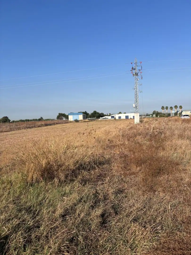 Terreny rústic en venda a Los Palacios y Villafranca, imagen 5