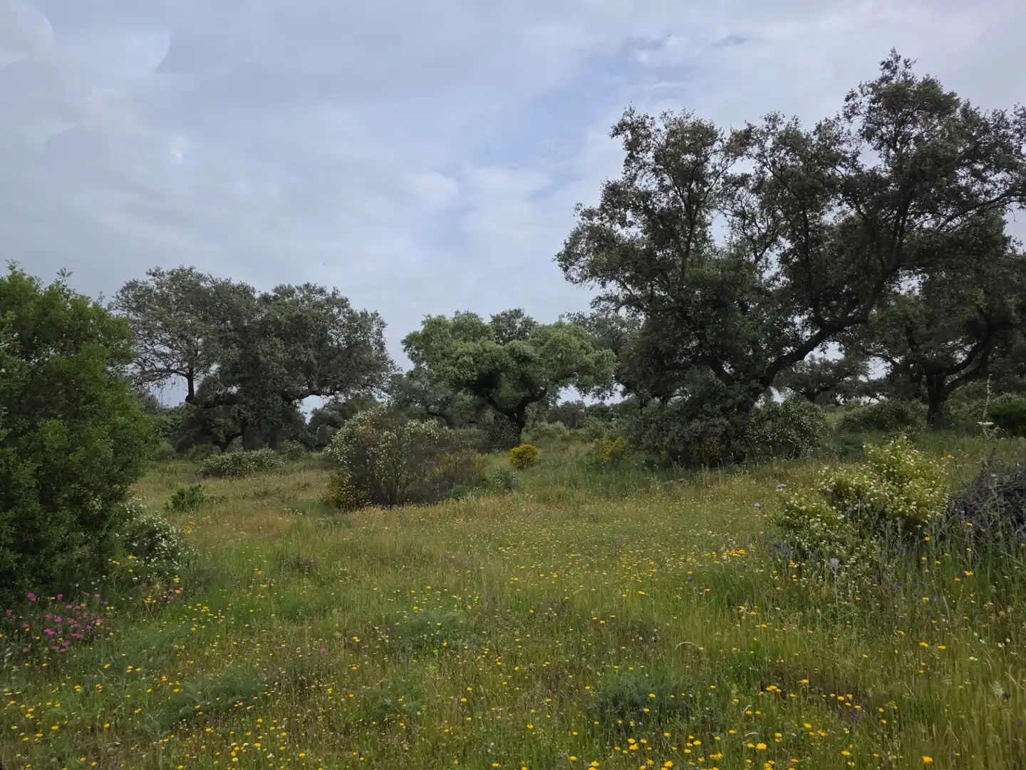 Terreni e lotti in vendita a Olivenza, imagen 9