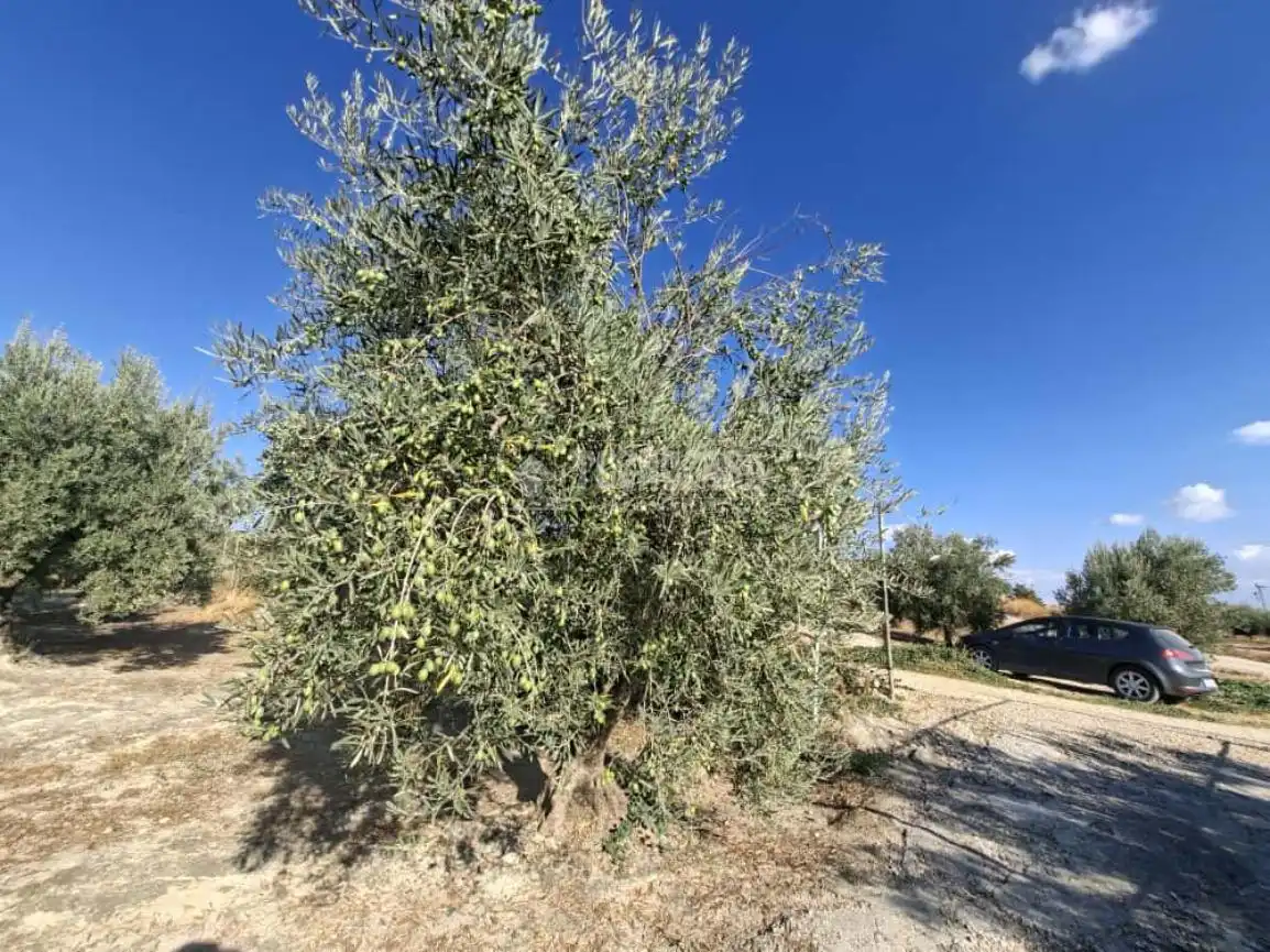 Terreno en venta en Montilla