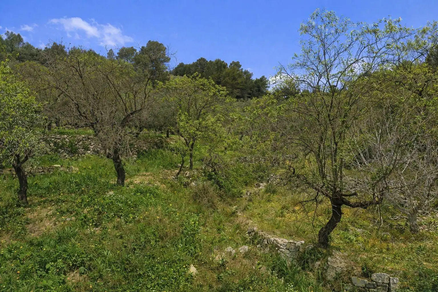 Land for sale in Castell de Castells