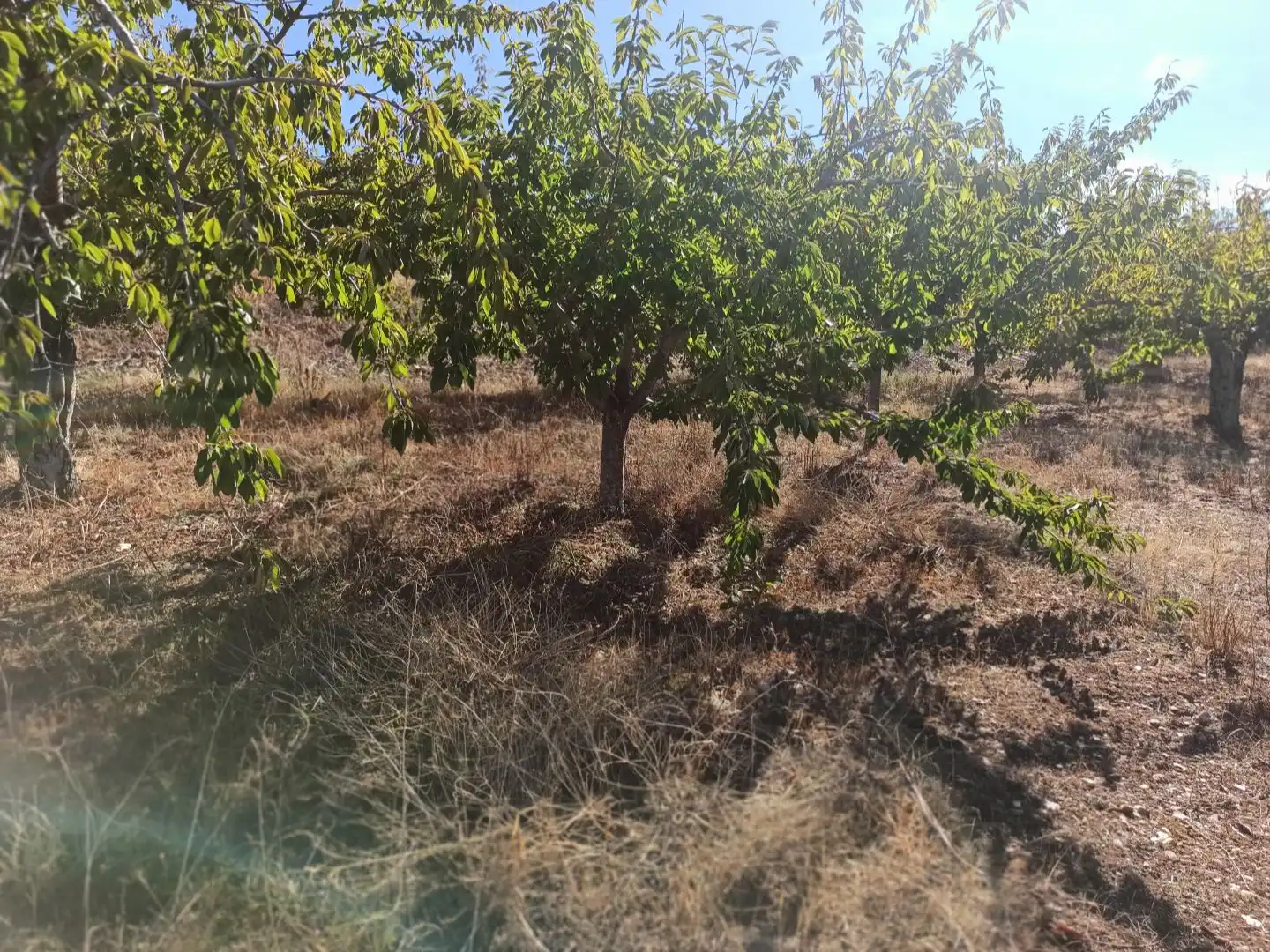 Land for sale in Navezuelas