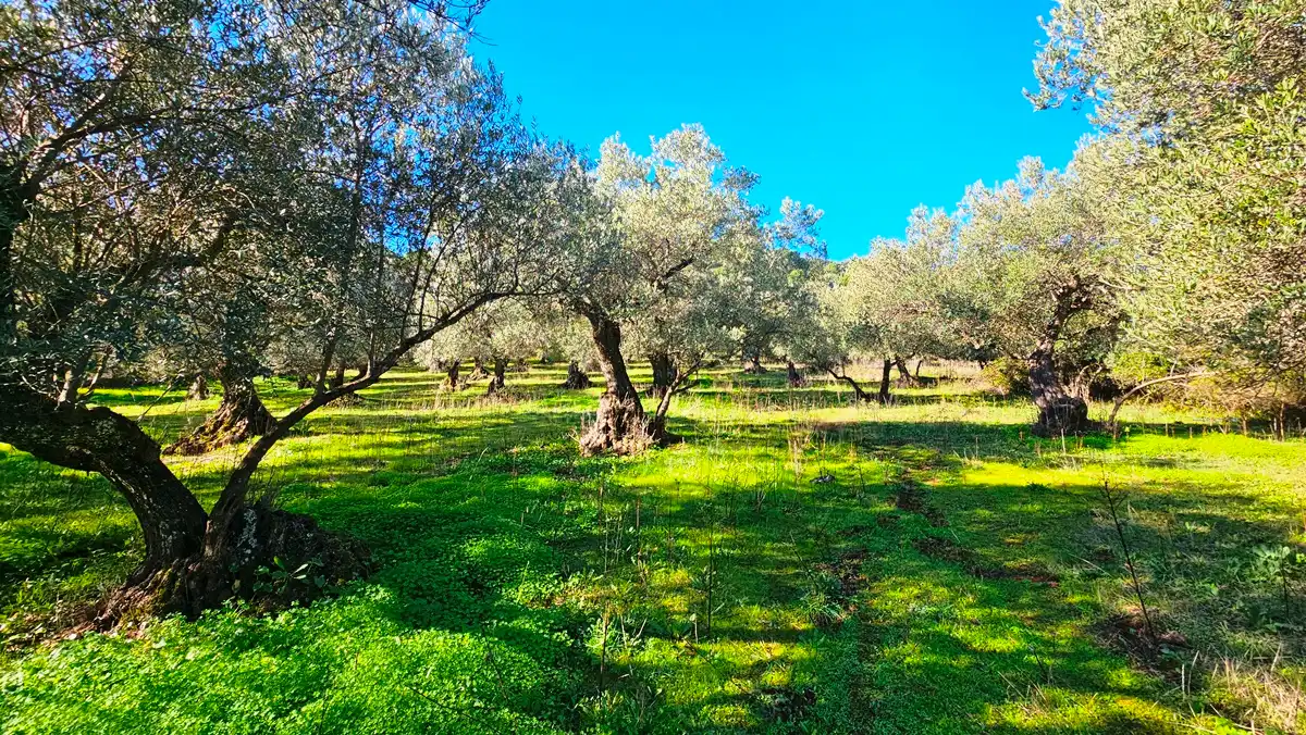 Jardín de Terreno en venta en Higuera de la Sierra