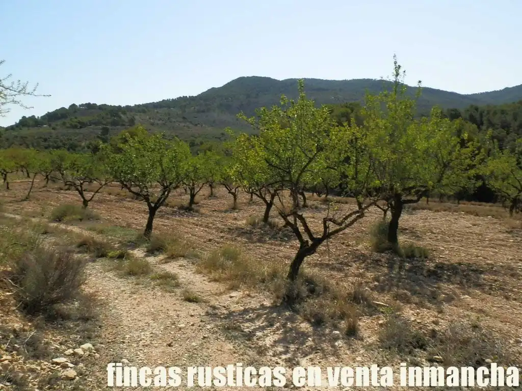 Terreny rústic en venda a Jijona / Xixona, imagen 9