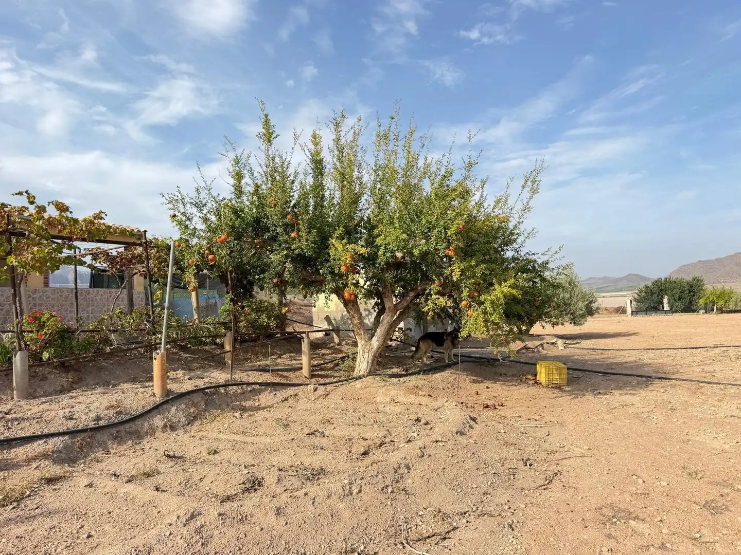 Garten von Haus zum Verkauf in Pulpí pueblo