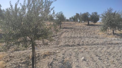 Foto 4 de Terreny en venda a Baena, Córdoba