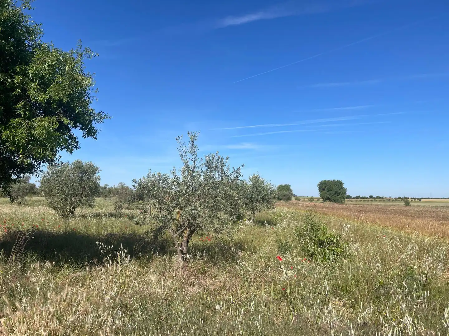 Land for sale in Ocaña