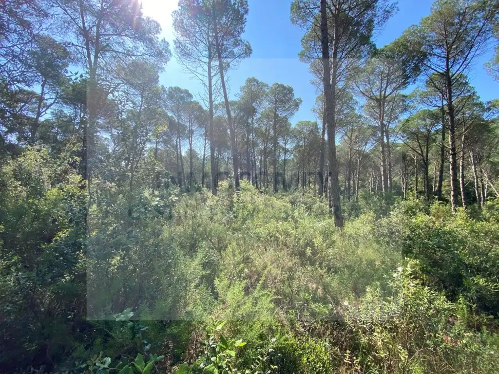 Land for sale in Pals