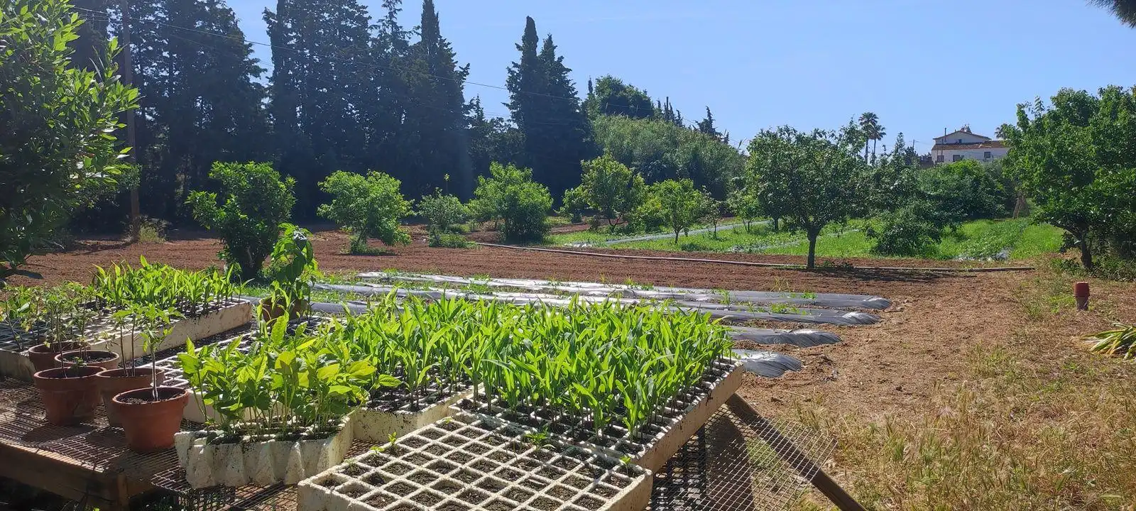 Jardí de Finca rústica en venda en Riudoms amb Calefacció, Jardí privat i Piscina