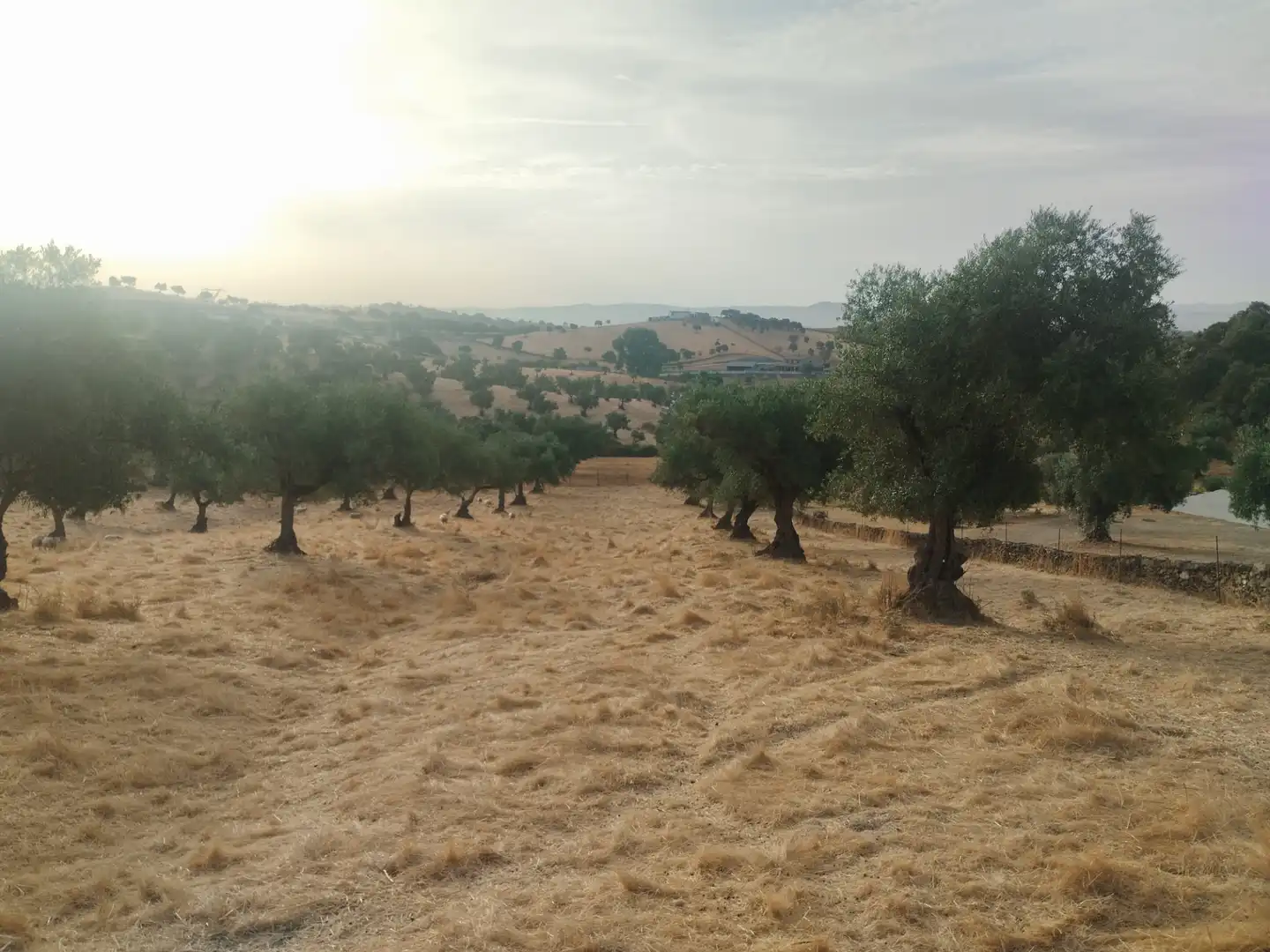 Terreni e lotti in vendita a Jerez de los Caballeros, imagen 12