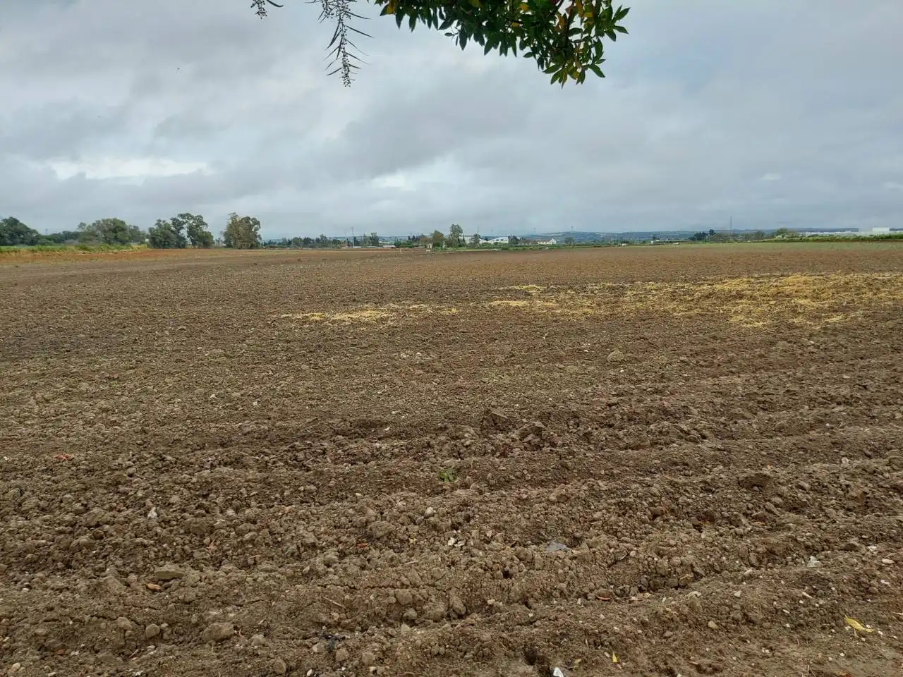 Terreno rústico en venta en Jerez norte - Montealto - Pozoalbero