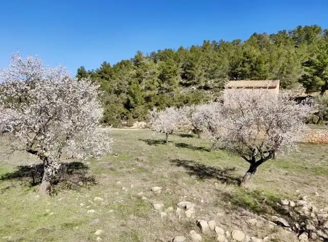 Terrenos y solares en venta en Valjunquera, imagen 19