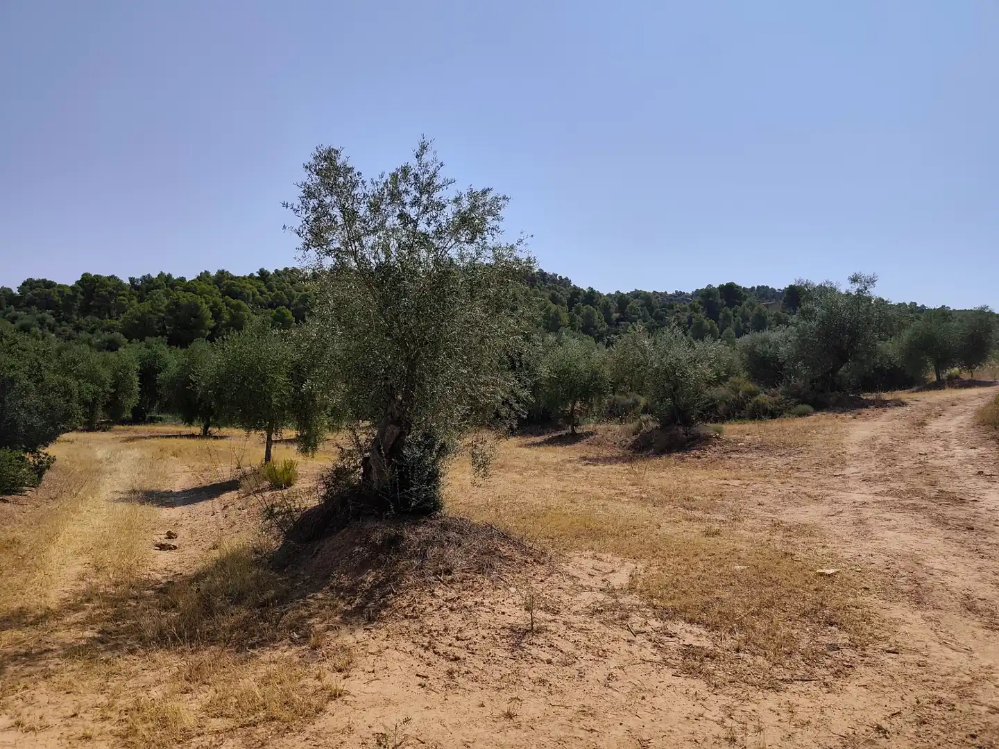 Terreno en venta en Cervià de Les Garrigues