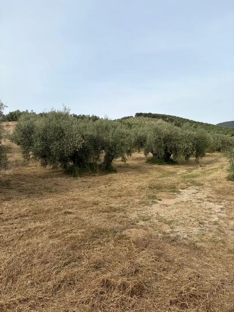 Terreny rústic en venda a Priego de Córdoba, imagen 3