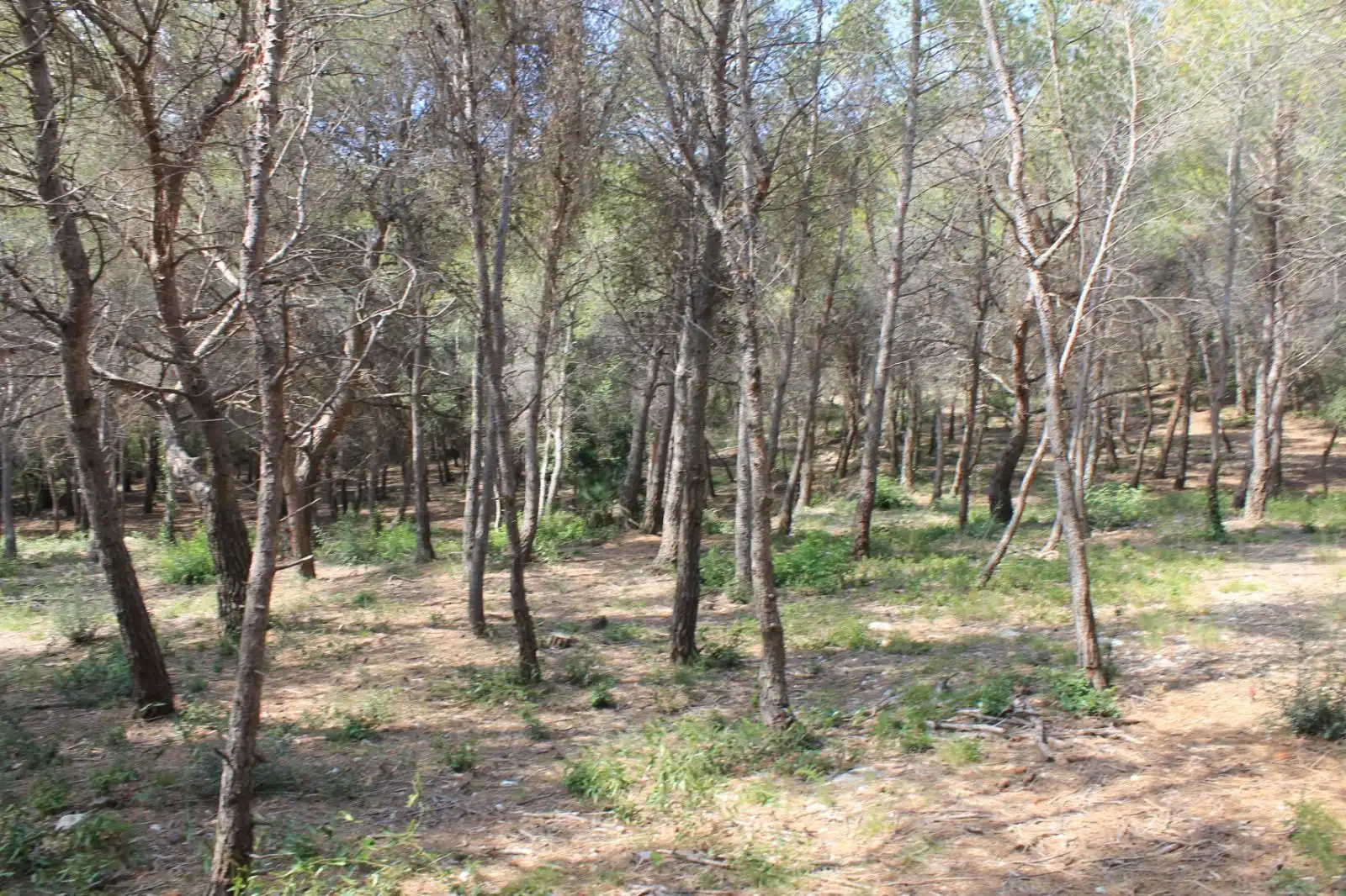 Terrenos y solares en venta en IBERS 29, imagen 6