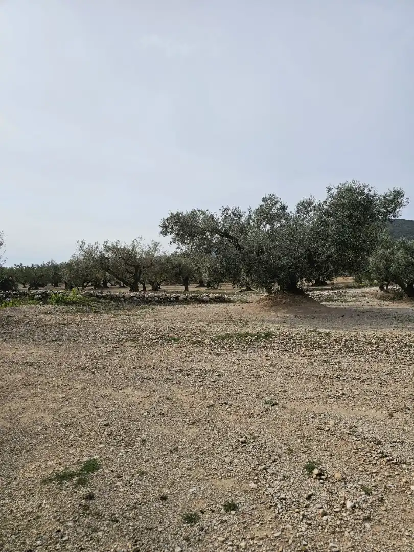 Rural land for sale in Roquetes, imagen 14