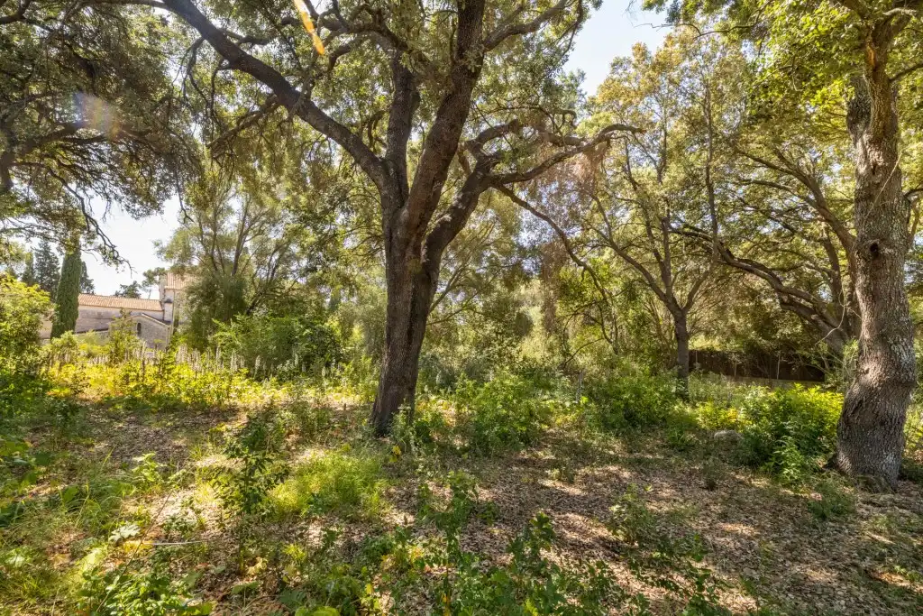 Terreno rustico in vendita a Pollença Poble, imagen 3
